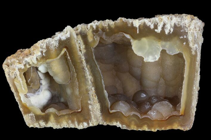 Agatized Fossil Coral Geode - Florida #90219